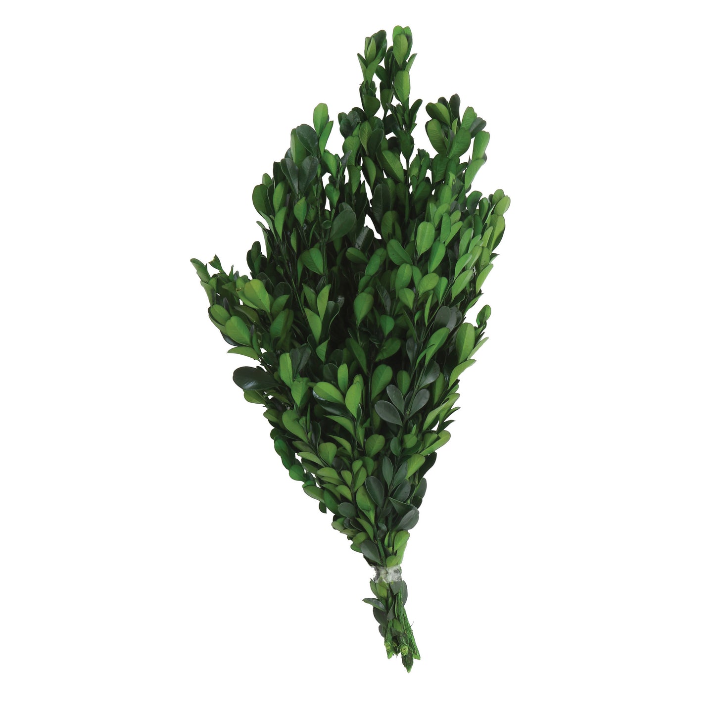Dried Natural Boxwood Bunch, Green