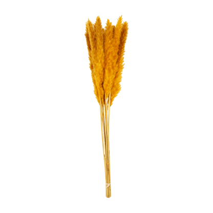 Orange Preserved Pampas
