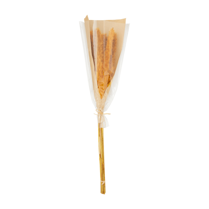 Orange Preserved Pampas