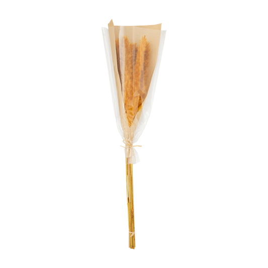 Orange Preserved Pampas