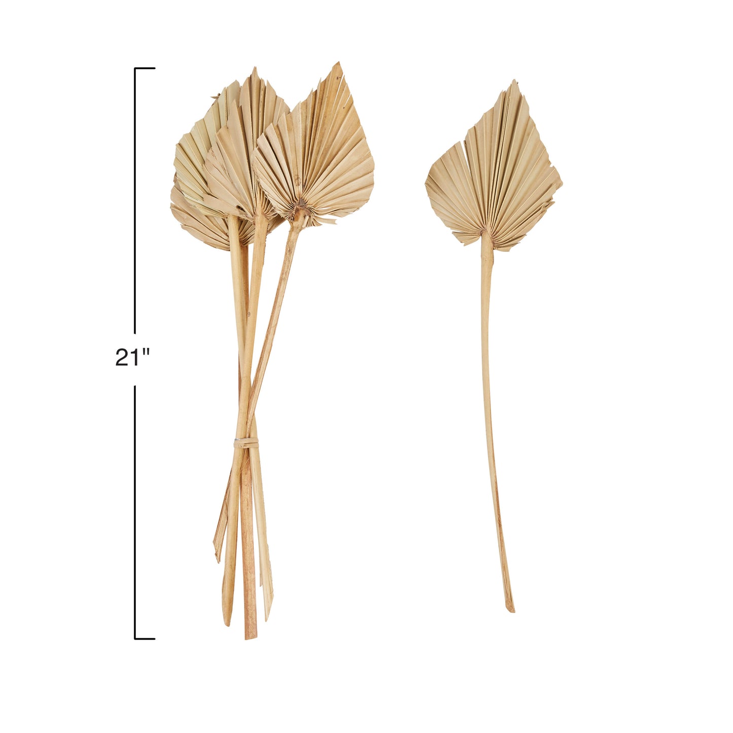 Dried Natural Palm Spears - 6pk