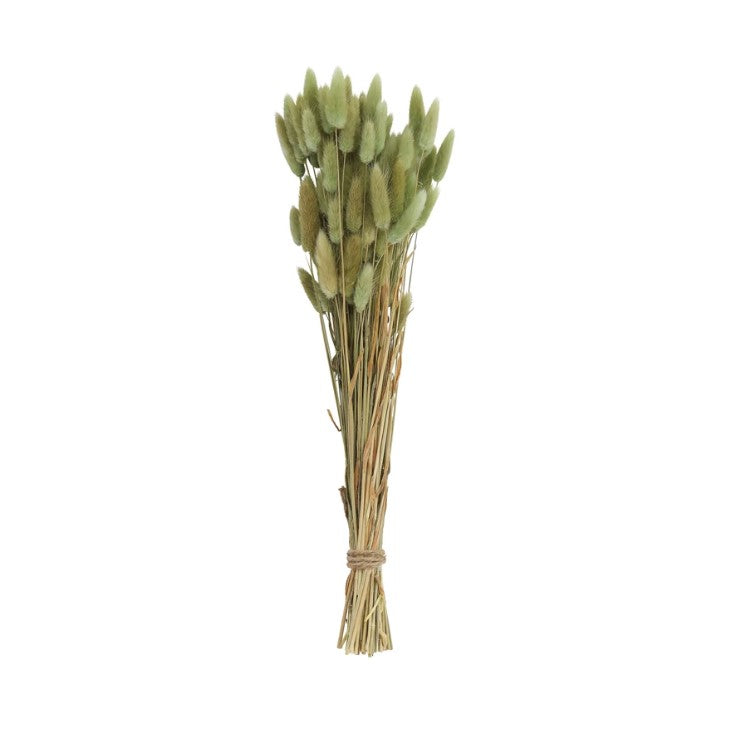 Dried Bunny Tail Grass